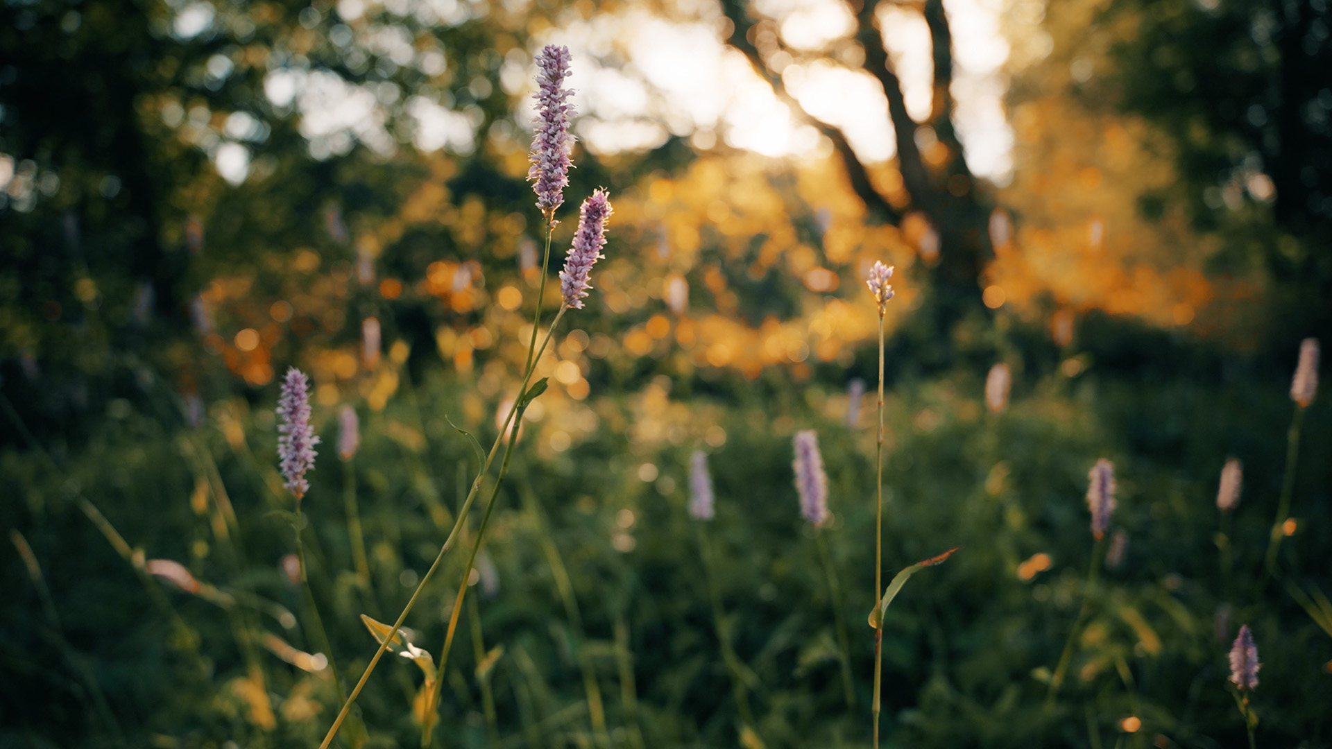 Arbogast Bestattungen